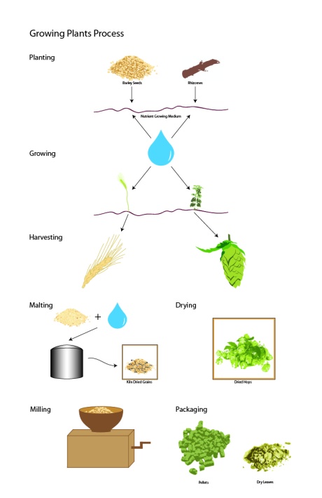 Diagramming the process of growing and processing barley and hops.